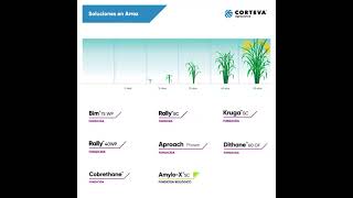 Soluciones en Arroz