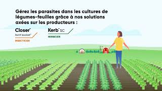 Suppression des insectes, mauvaises herbes et maladies dans les cultures de légumes-feuilles
