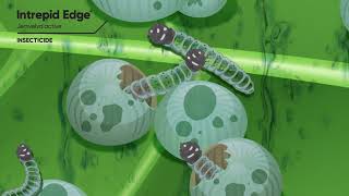 Fall Armyworm control in Maize with Intrepid Edge