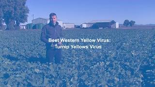 Transform WG - Beet Western Yellow Virus