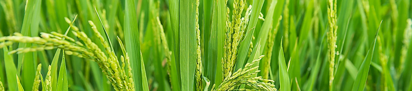 rice harvest
