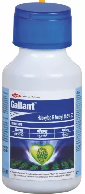 Gallant