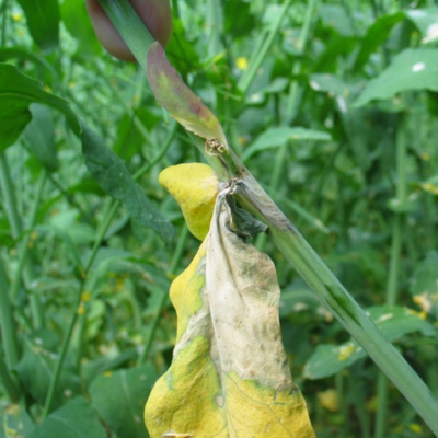 Sclerotinia infected leaf.