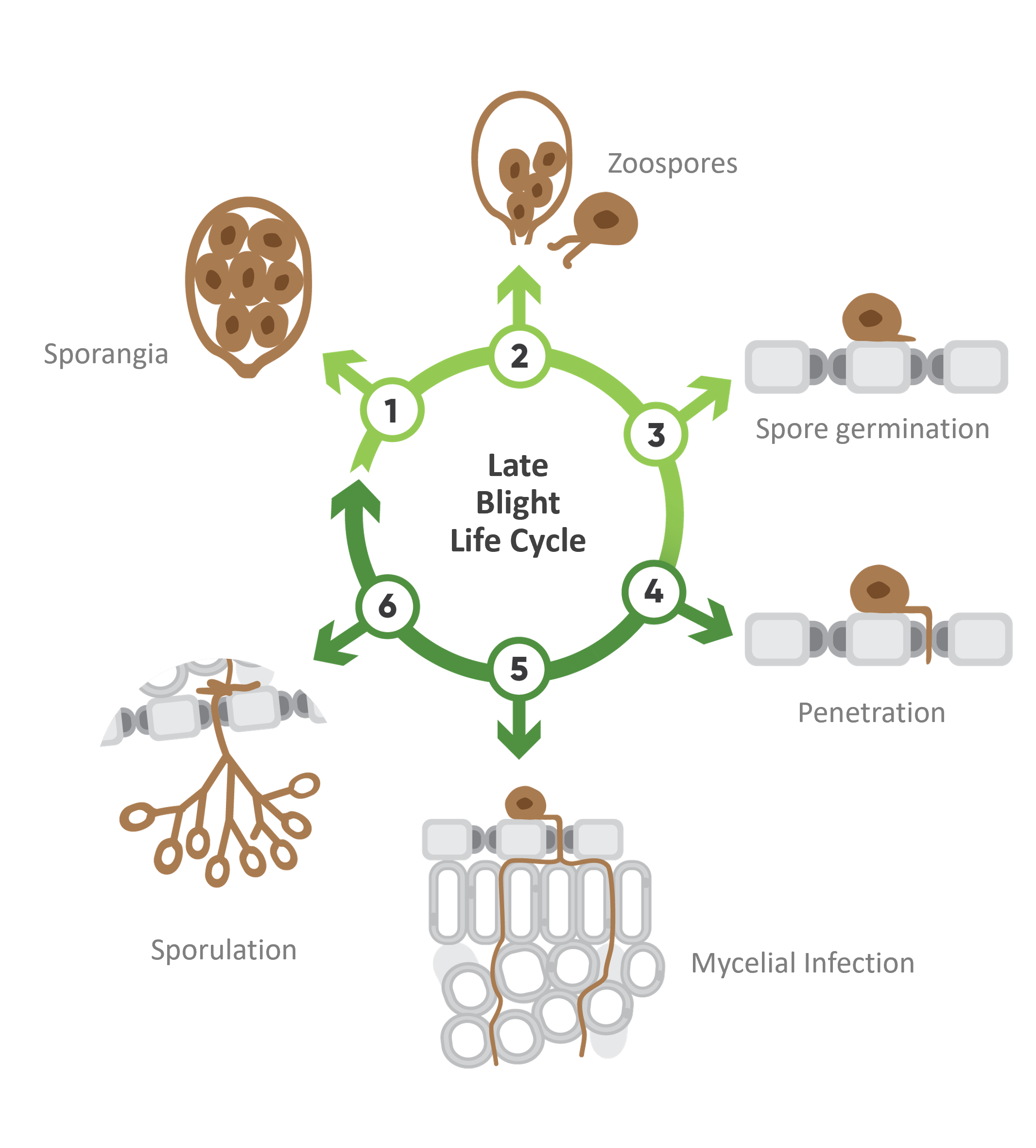 Circular diagram details 
