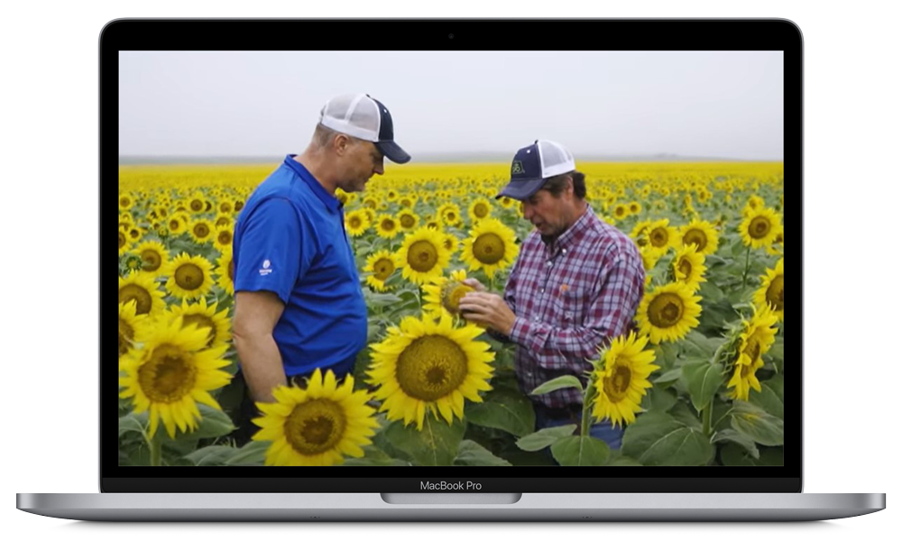 Two men standing in a sunflower field examining a sunflower, shown on the screen of a MacBook Pro.