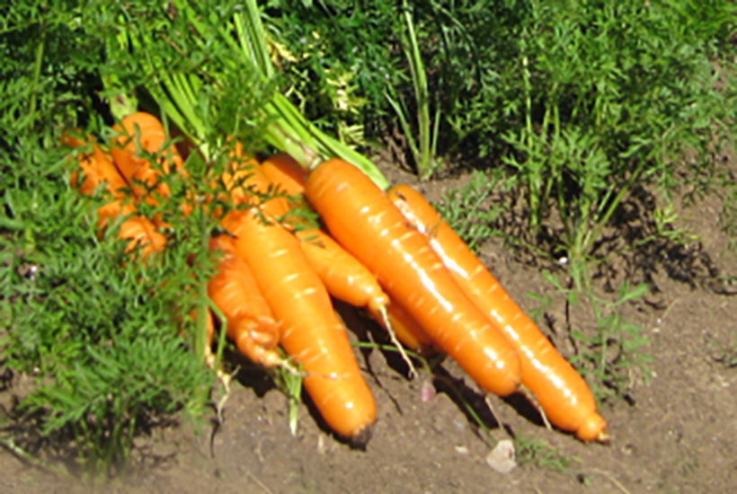 Healthy carrots, with crop protection
