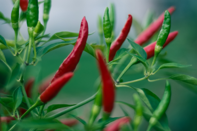 Healthy chili peppers, with crop protection