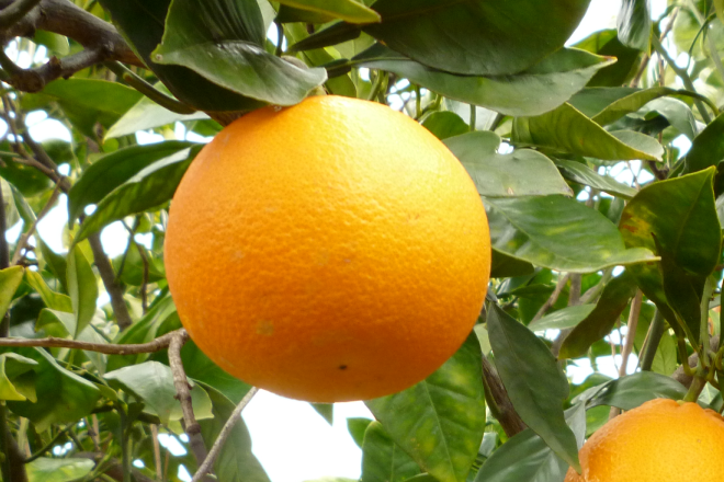 Healthy citrus fruit, with crop protection