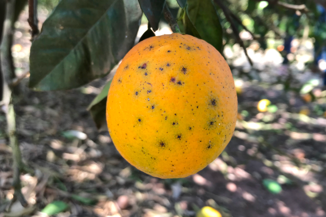 Unhealthy citrus fruit, without crop protection