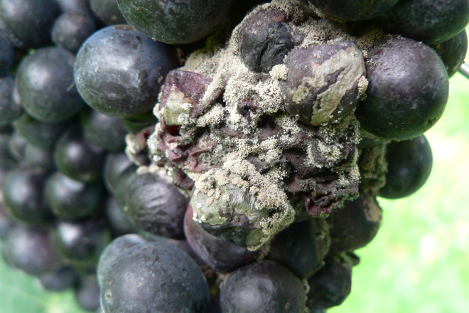 Unhealthy grapes, without crop protection