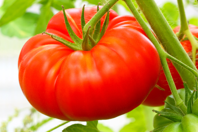 Healthy tomato, with crop protection