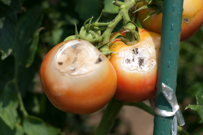 Unhealthy tomato, without crop protection