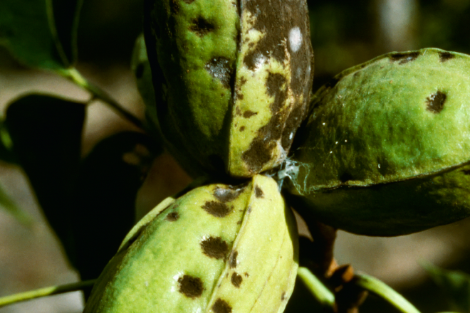 Unhealthy tree nut, without crop protection