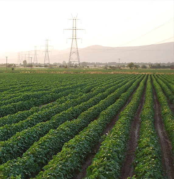 Cotton Best field