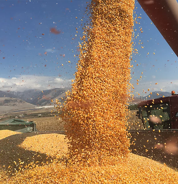 Corn Pioneeer Best