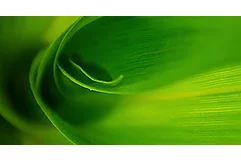 Corn Leaves