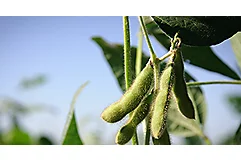 Plant Breeding