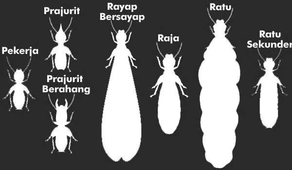 Tipe-tipe rayap