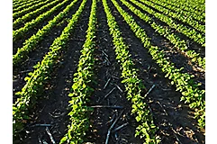 A-field-of-young-soybean-plants