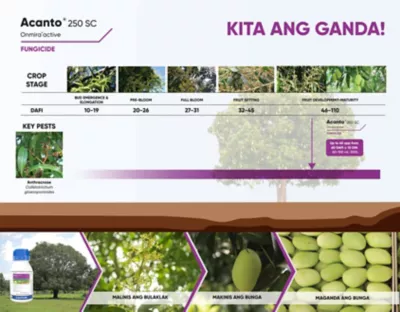 Acanto timing of application