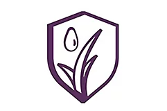 Acanto