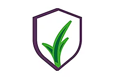 Acanto