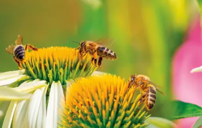 bees on honeycomb