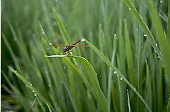 Close-up shot of the dragonfly in the rice field