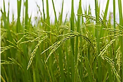 close up of wheat in field