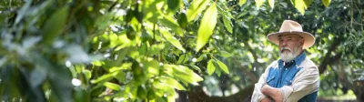Aguacatero latinoamericano