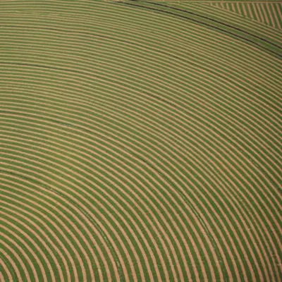 Alfalfa-Field-Texture