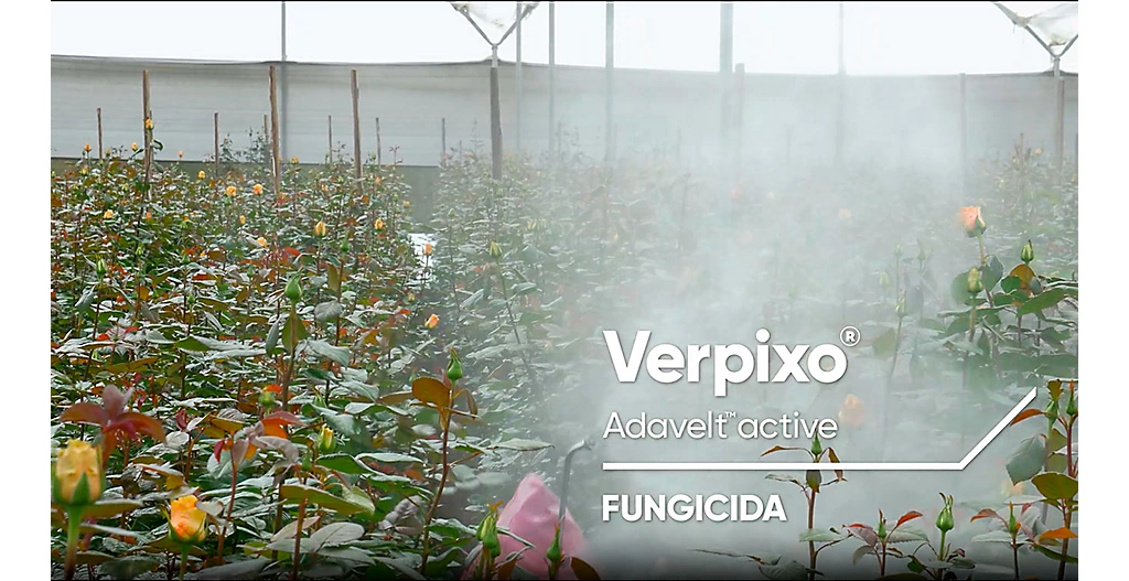 C_Verpixo_Modo_Accion_LA_EC
