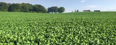 Oilseed Rape carousel1440x560.png