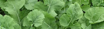 Brassicas Banner Mobile