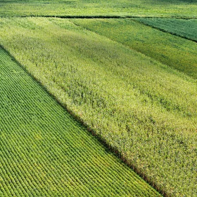 Corn-and-Soy-Field-Texture