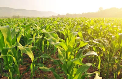 Maize