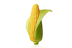 corn isolated