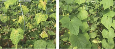 cucurbit downy mildew