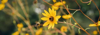 wild flowers in ROW