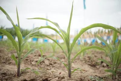 close up shot of corn plant
