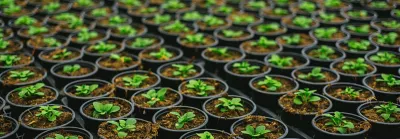 Desktopx_4_Plants in rows