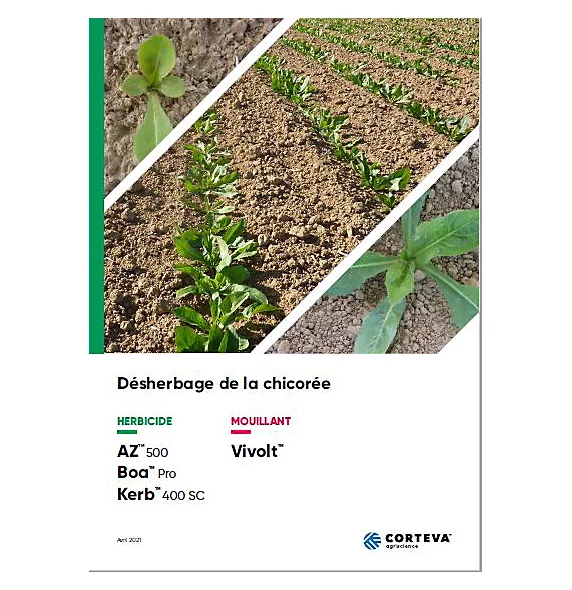 Désherbage de la chicorée front