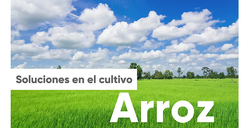 ECU_Portafolio_Arroz_Video WhatsApp_06agosto2020