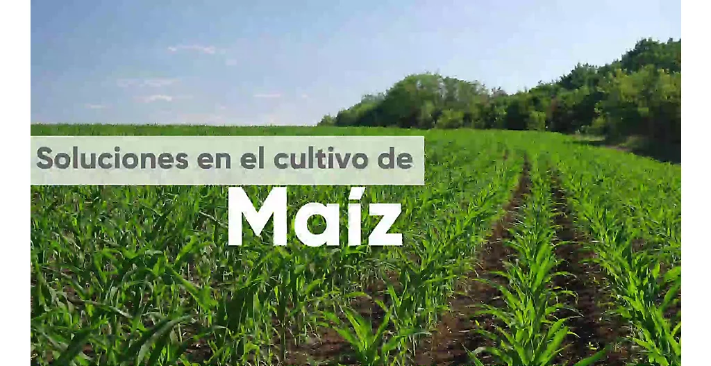 ECU_Portafolio_Maíz_Video WhatsApp_15julio2020