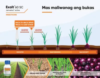 Exalt Onion Timing of Application 