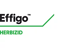 Effigo