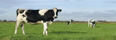 Cows in field