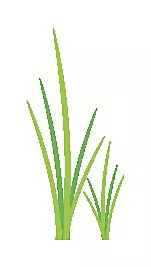 Gras