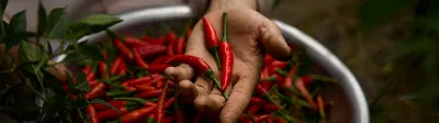 HandwithPeppers_Mobile