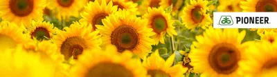 Sunflower seeds Mobile